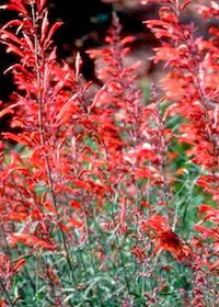 Agastache rupestris 'Apache Sunset'